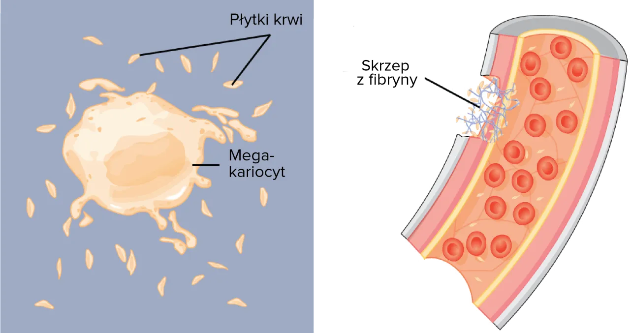 Budowa i rola białka S w krzepnięciu krwi