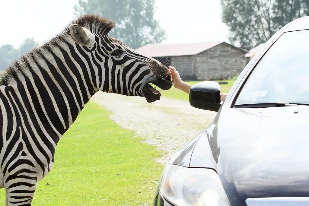 ZOO Safari w Świerkocinie zwierzęta z samochodu