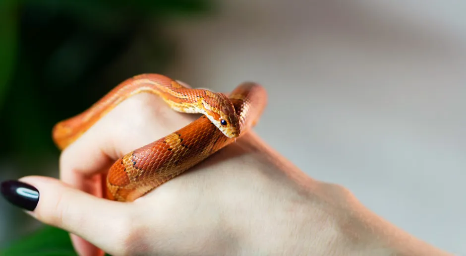 oswajanie węża zbożowego prawidłowe podnoszenie