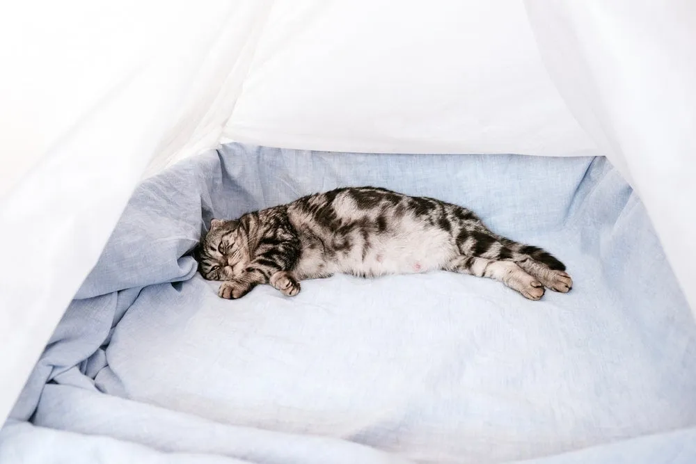 Weterynarz bada kotkę po porodzie