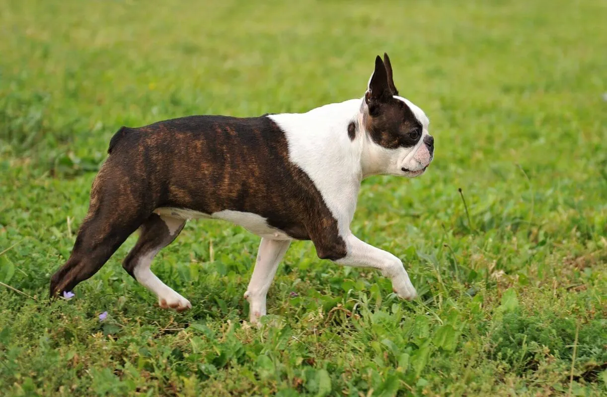 problemy zdrowotne Mops Boston Terrier