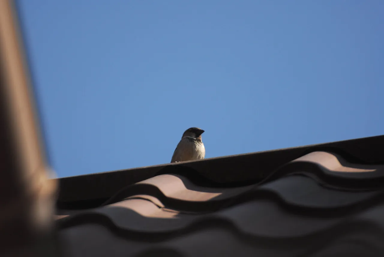 Wróbel na dachu lub w ogrodzie