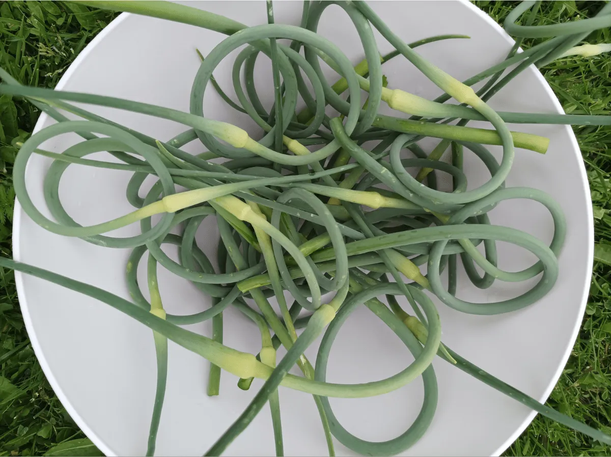 ogławianie czosnku jak usunąć pędy