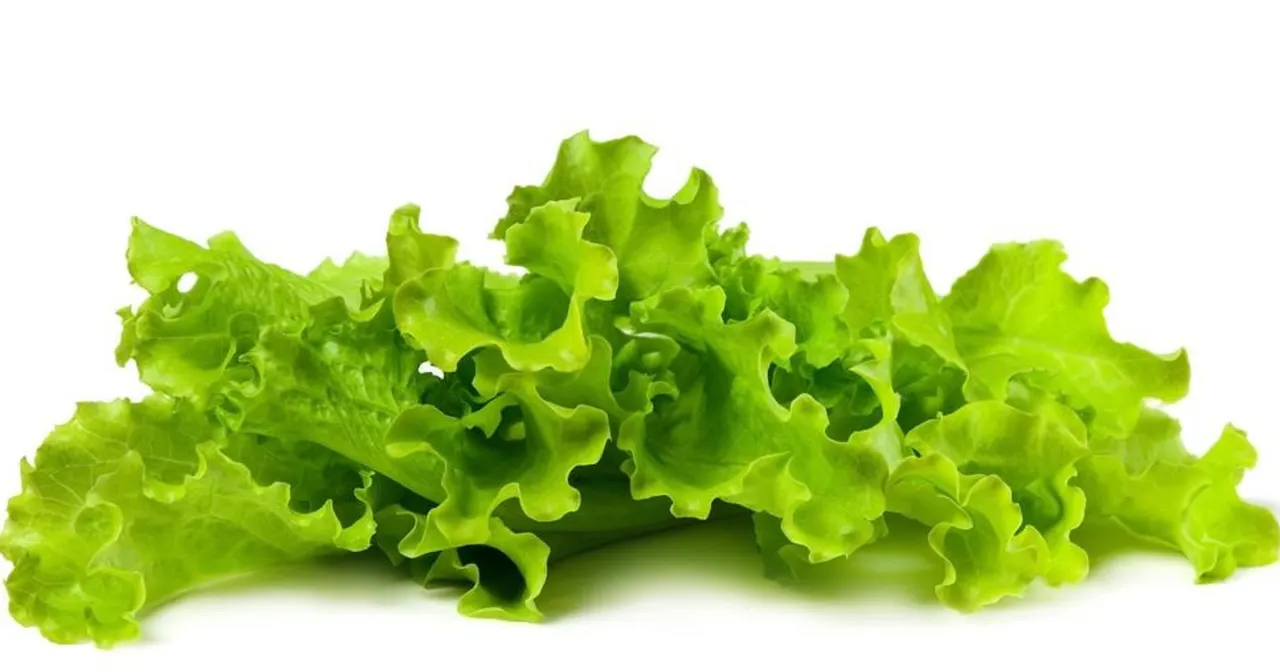 zagrożenia bakterie sałata paczkowana