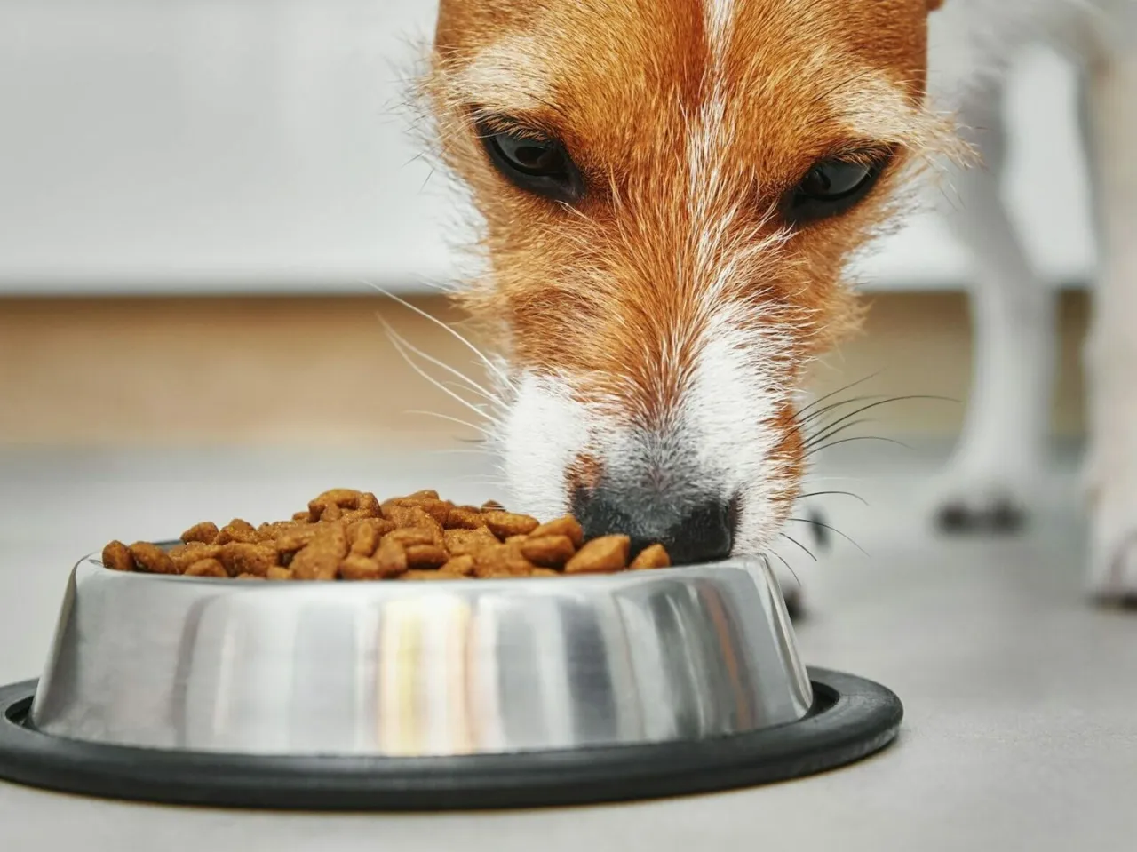 Suplementy dla psa z chorą wątrobą
