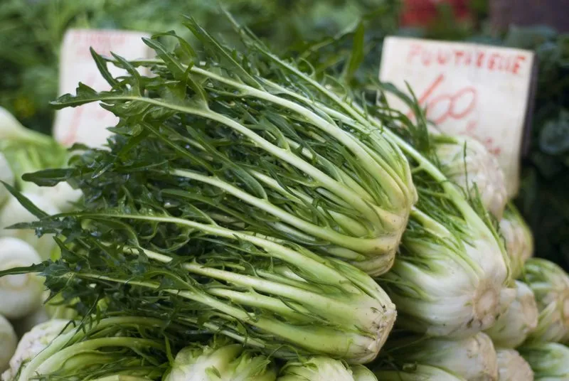 come scegliere puntarelle fresche al mercato