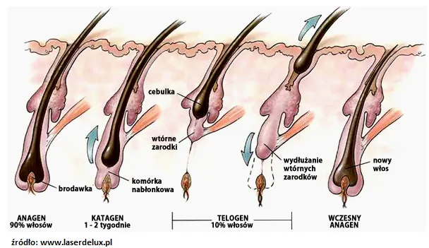 Cykl wzrostu włosa fazy anagen katagen telogen