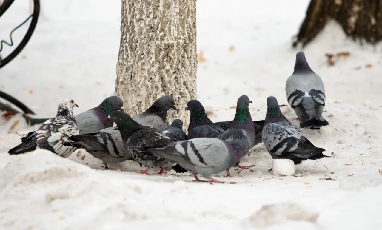 Stado gołębi miejskich w śniegu. Zastanawiamy się, czy dzikie gołębie odlatują na zimę, ale te wydają się cieszyć zimową scenerią.
