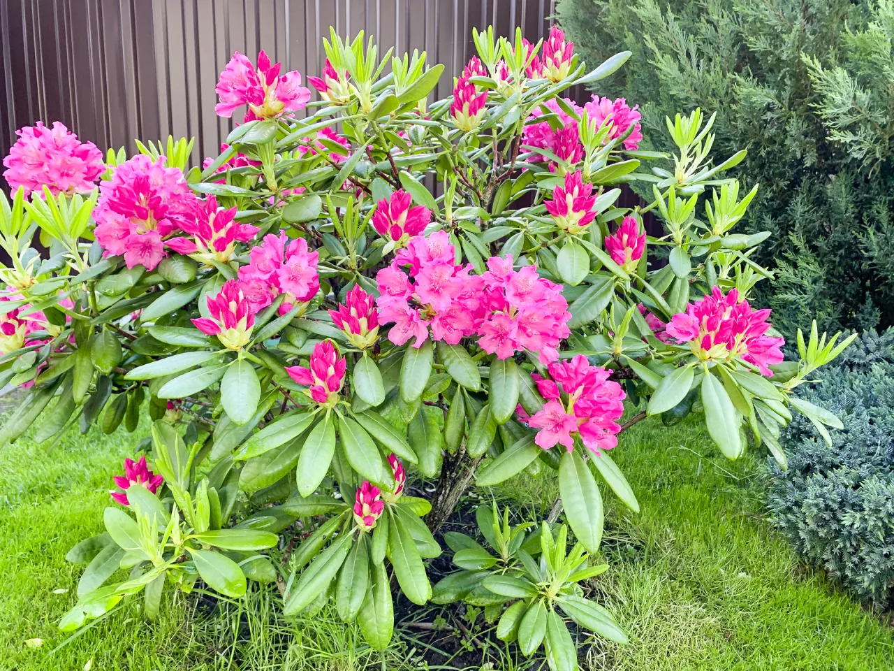 Zdjęcie Aranżacje z rododendronami: co sadzić, by rabata olśniewała?