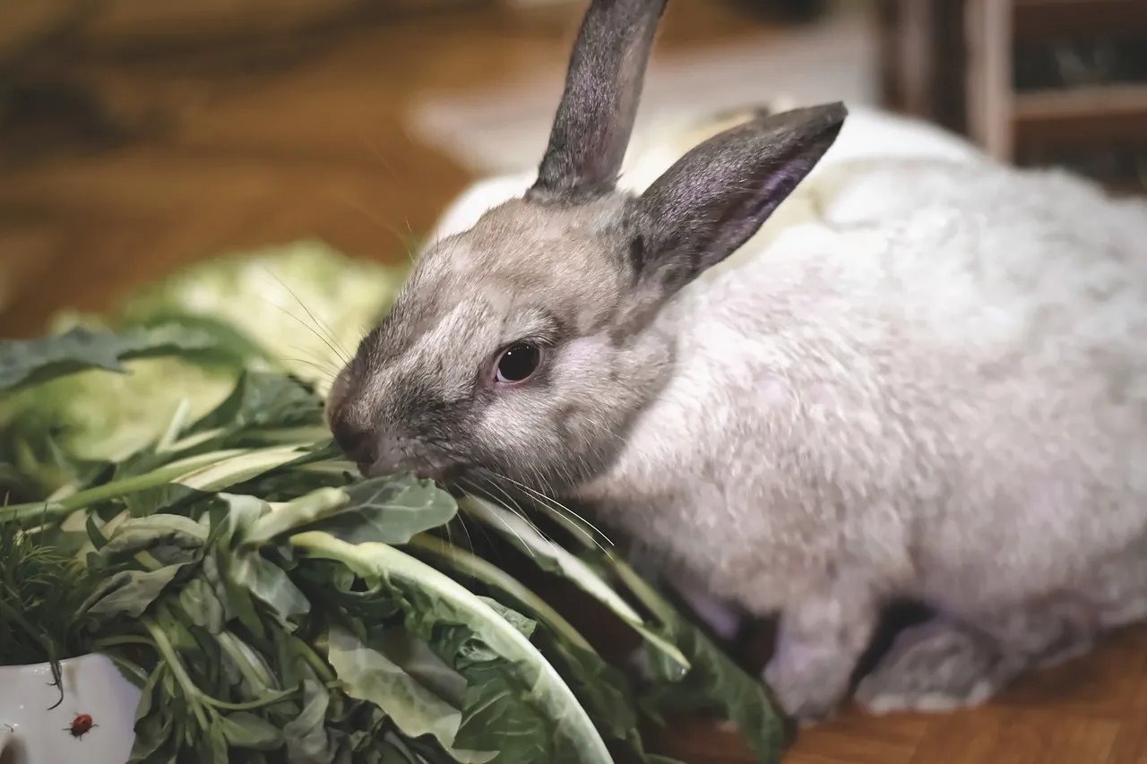 Uroczy kr&oacute;lik zajada się świeżymi warzywami. Zastanawiasz się, jak długo rośnie kr&oacute;lik? Odpowiedź zależy od rasy i diety!