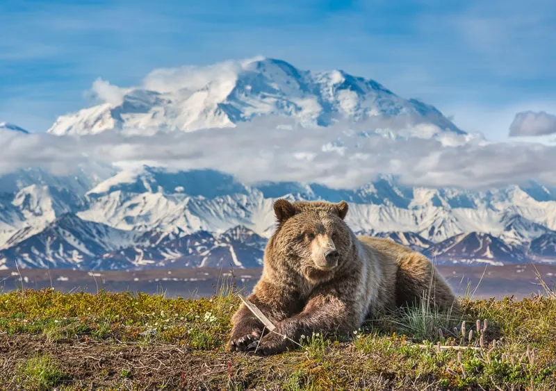 grizzly bear in Denali National Park with mountain background