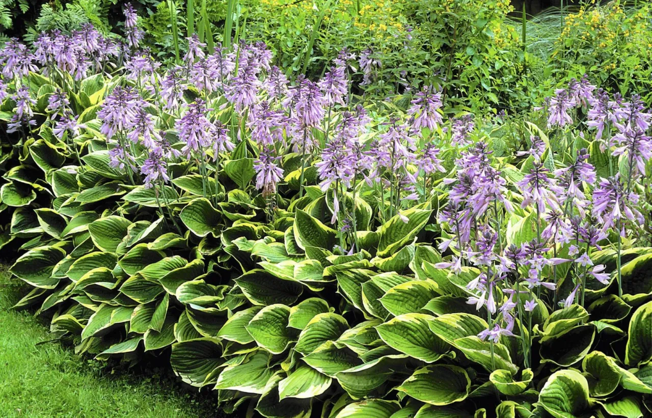 rośliny do cienia na taras, hortensje funkie