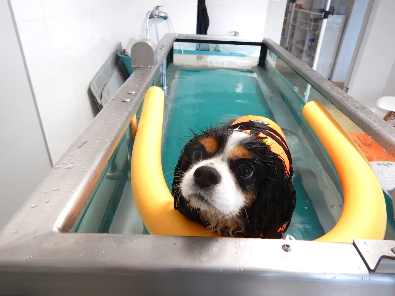 rehabilitacja psa po paraliżu bieżnia wodna