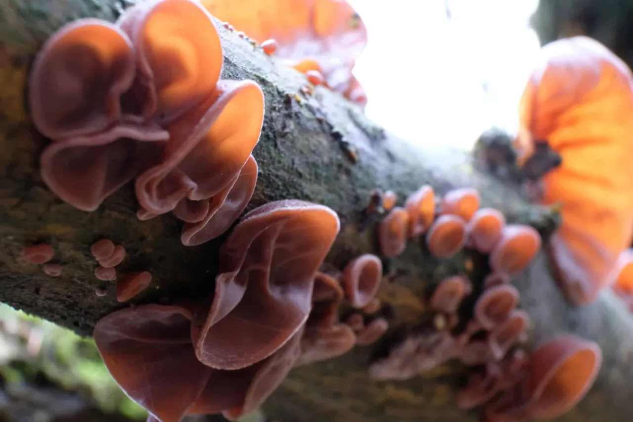 Kobieta w ciąży konsultująca dietę z lekarzem