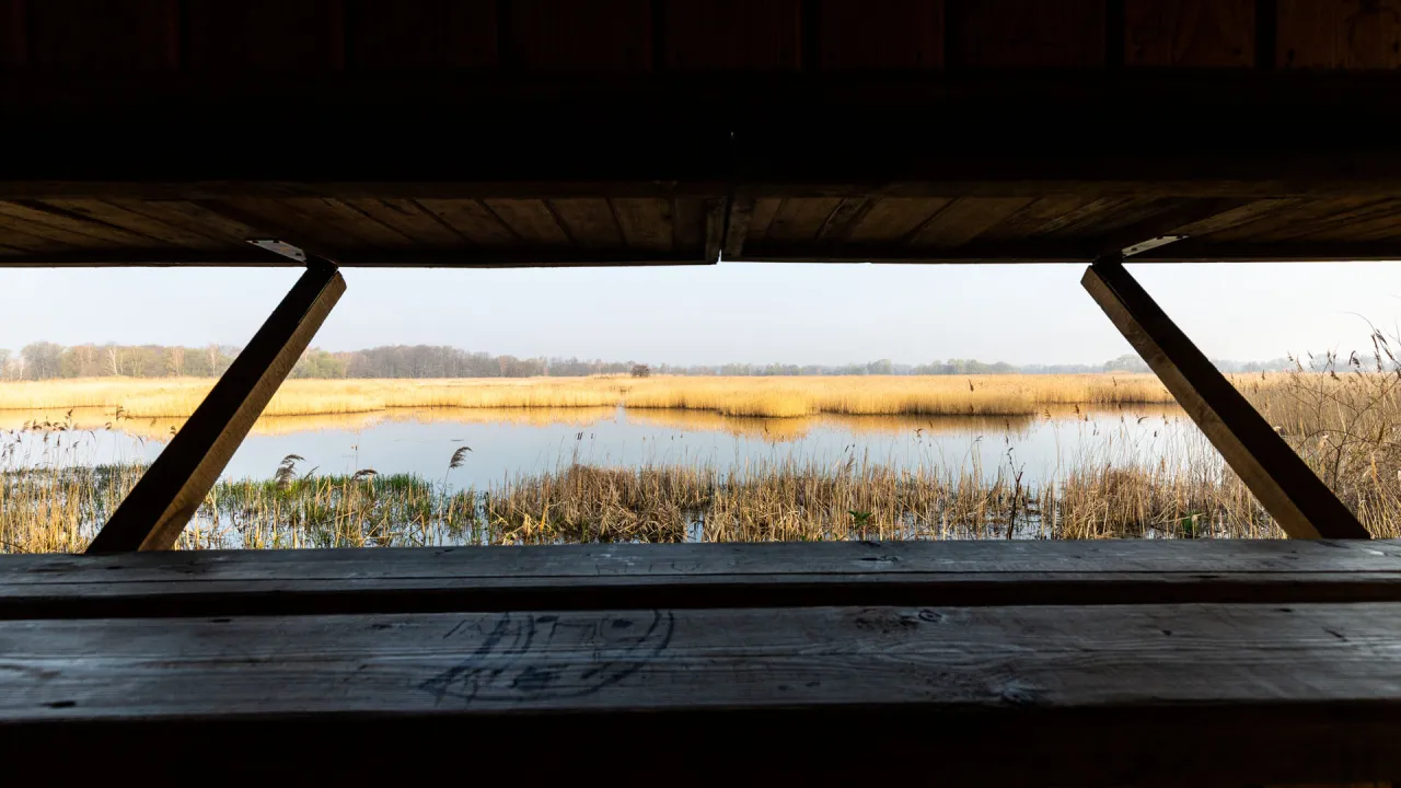 Obserwacja ptaków Stawy Milickie