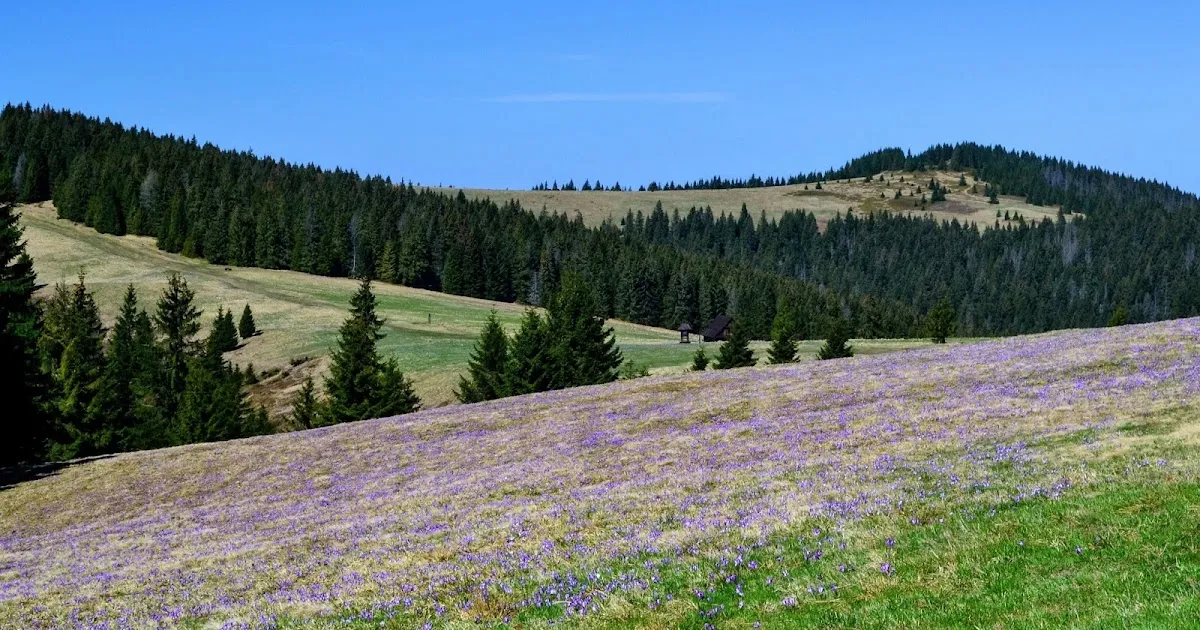 Gorce Hala Długa krokusy