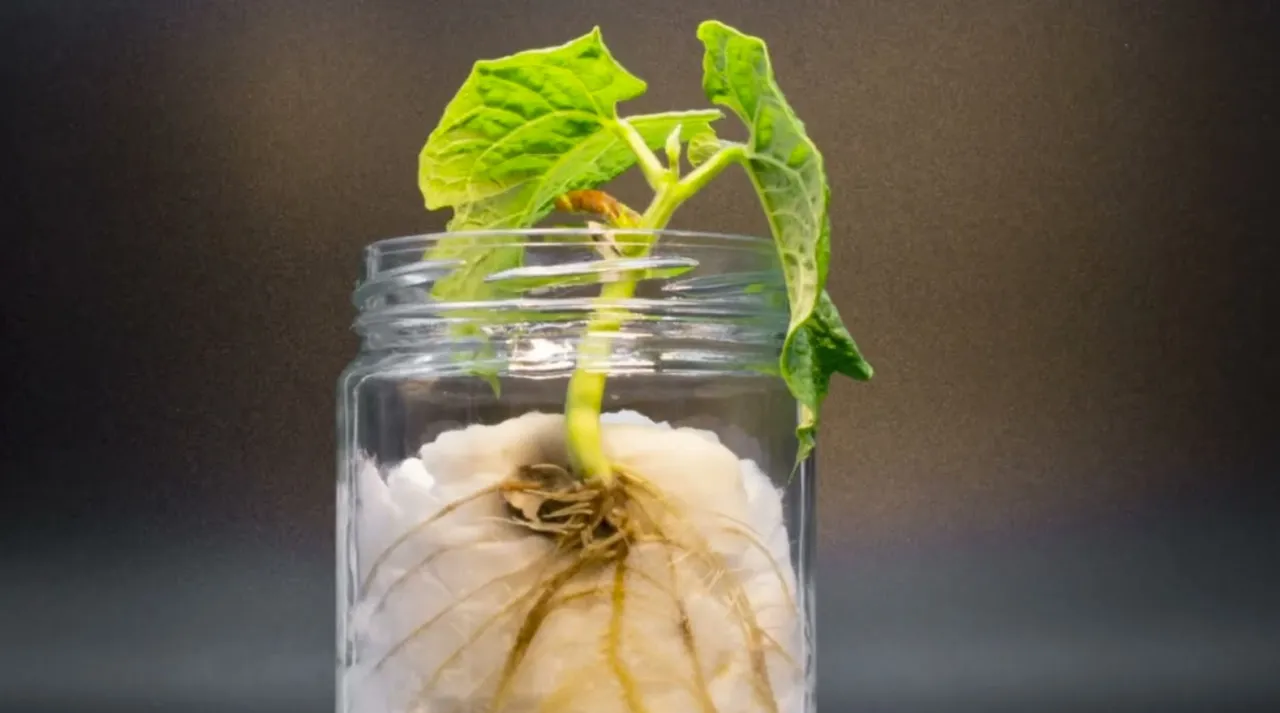 dziecko obserwujące fasolę w słoiku