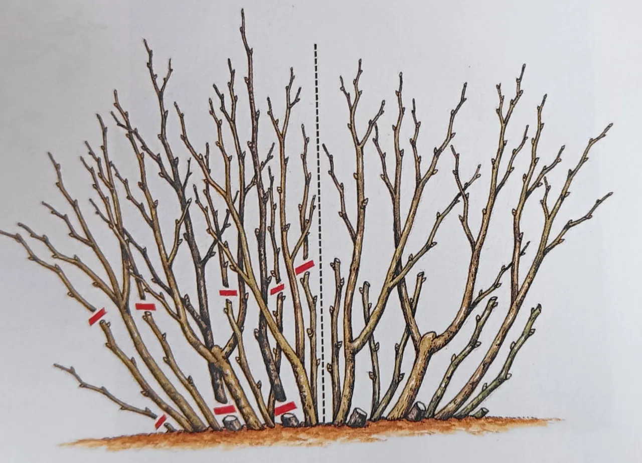 kalendarz przycinania czarnej porzeczki