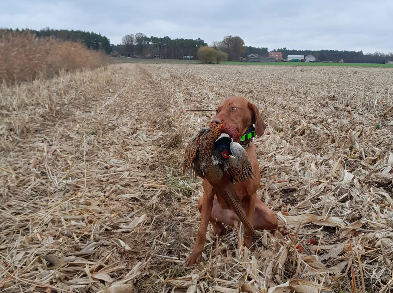 Pies myśliwski z bażantem w pysku na polu po żniwach. Czy myśliwi mogą strzelać do bażantów? Tak, w sezonie łowieckim.