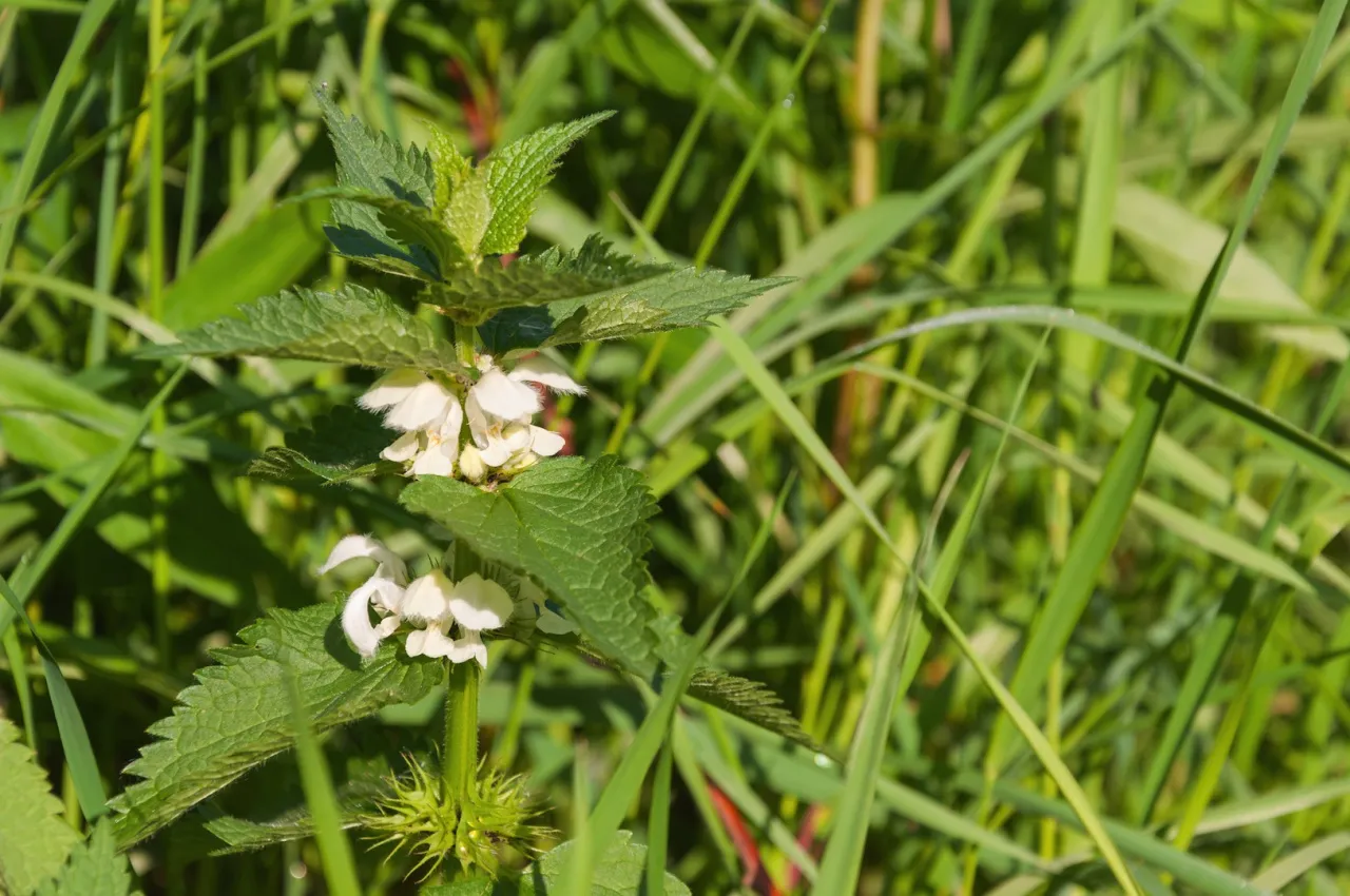 Białe chwasty w ogrodzie identyfikacja