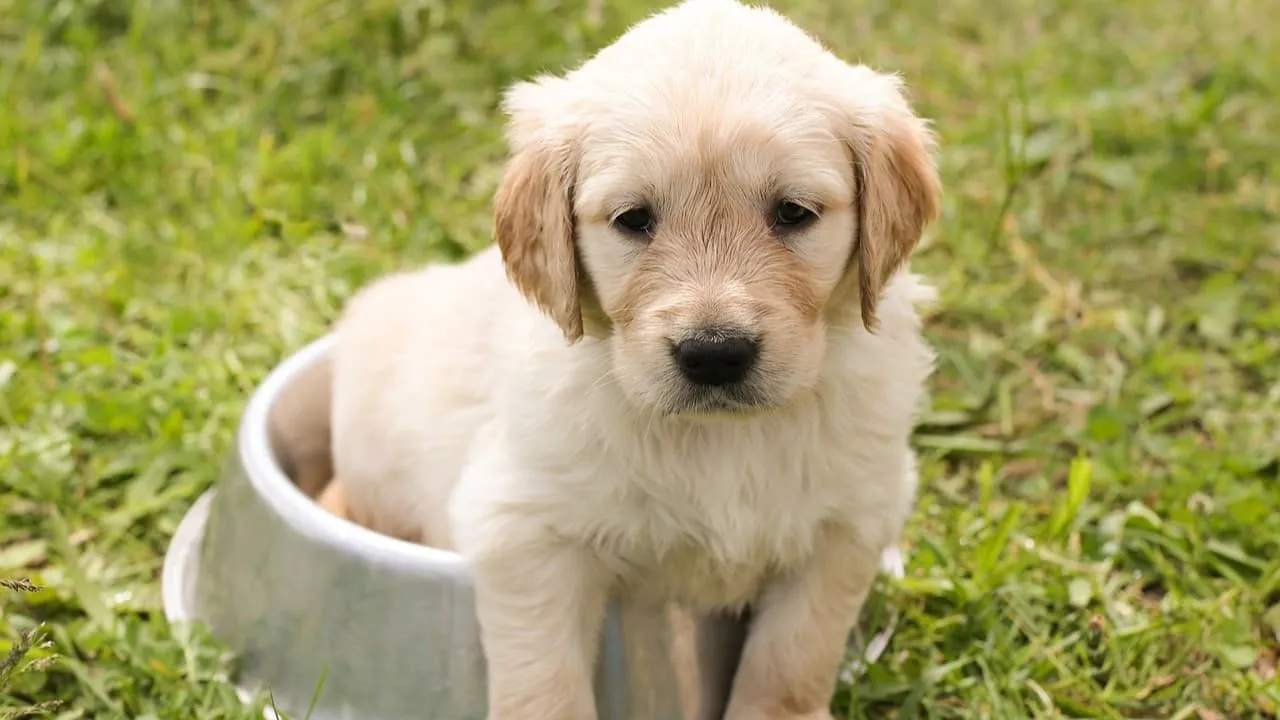 Szczeniak golden retriever je karmę