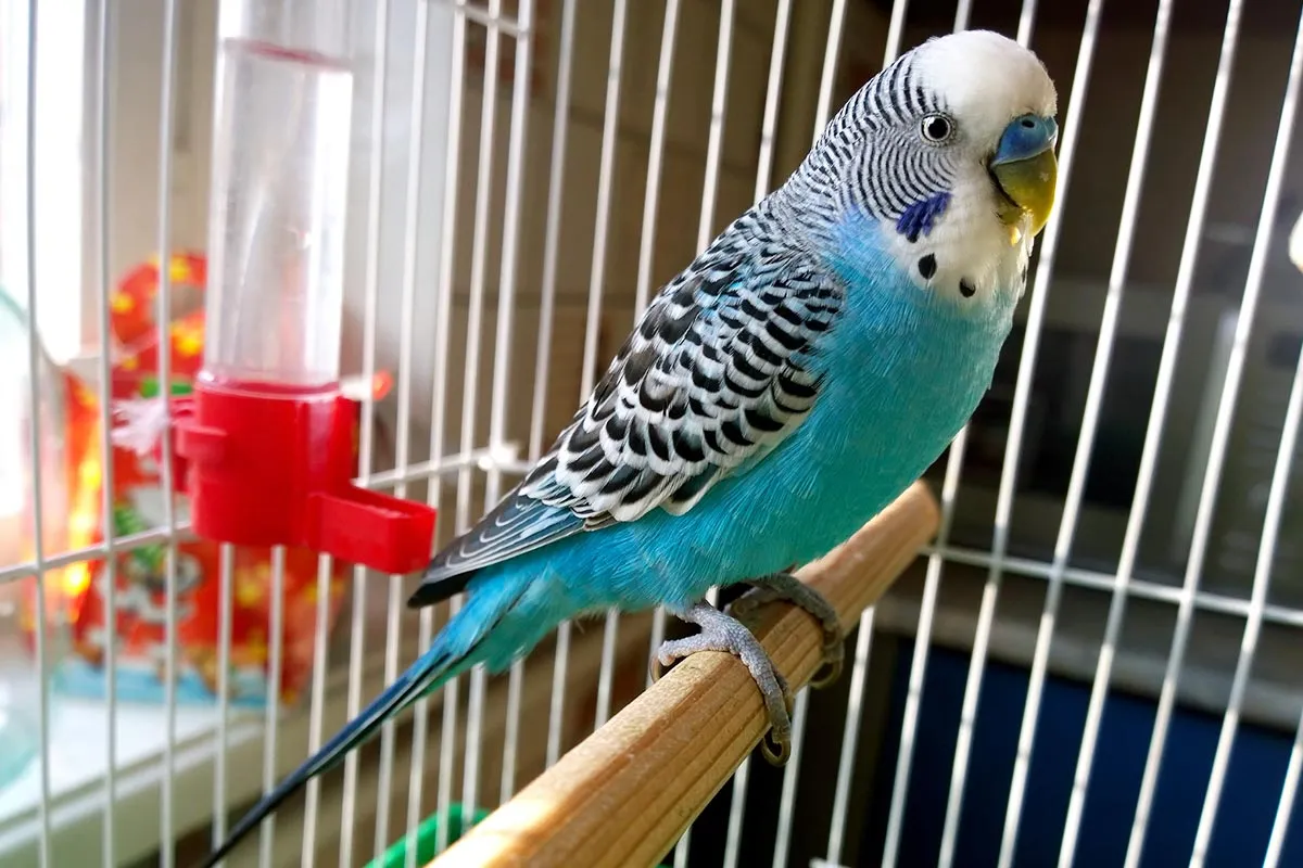 stara papużka falista