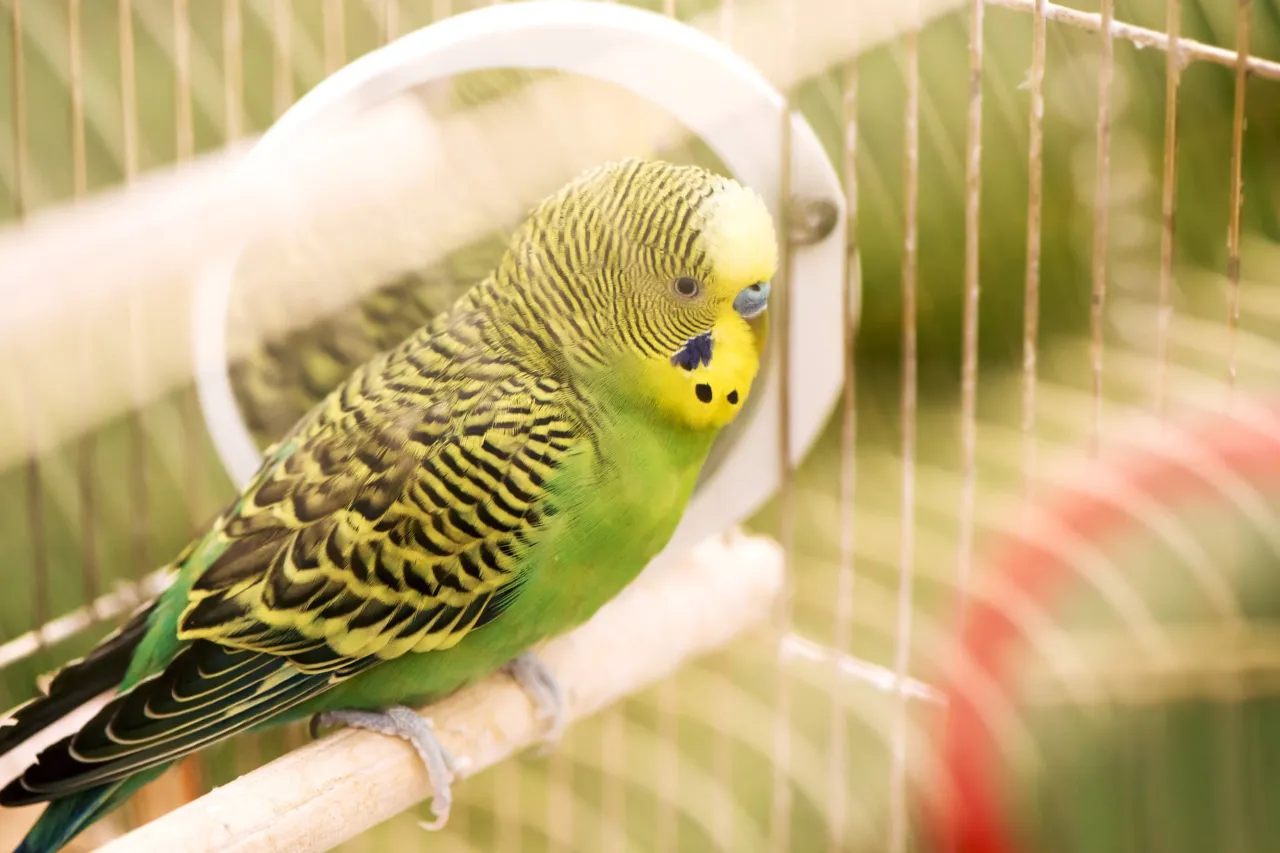 szczęśliwa papużka falista