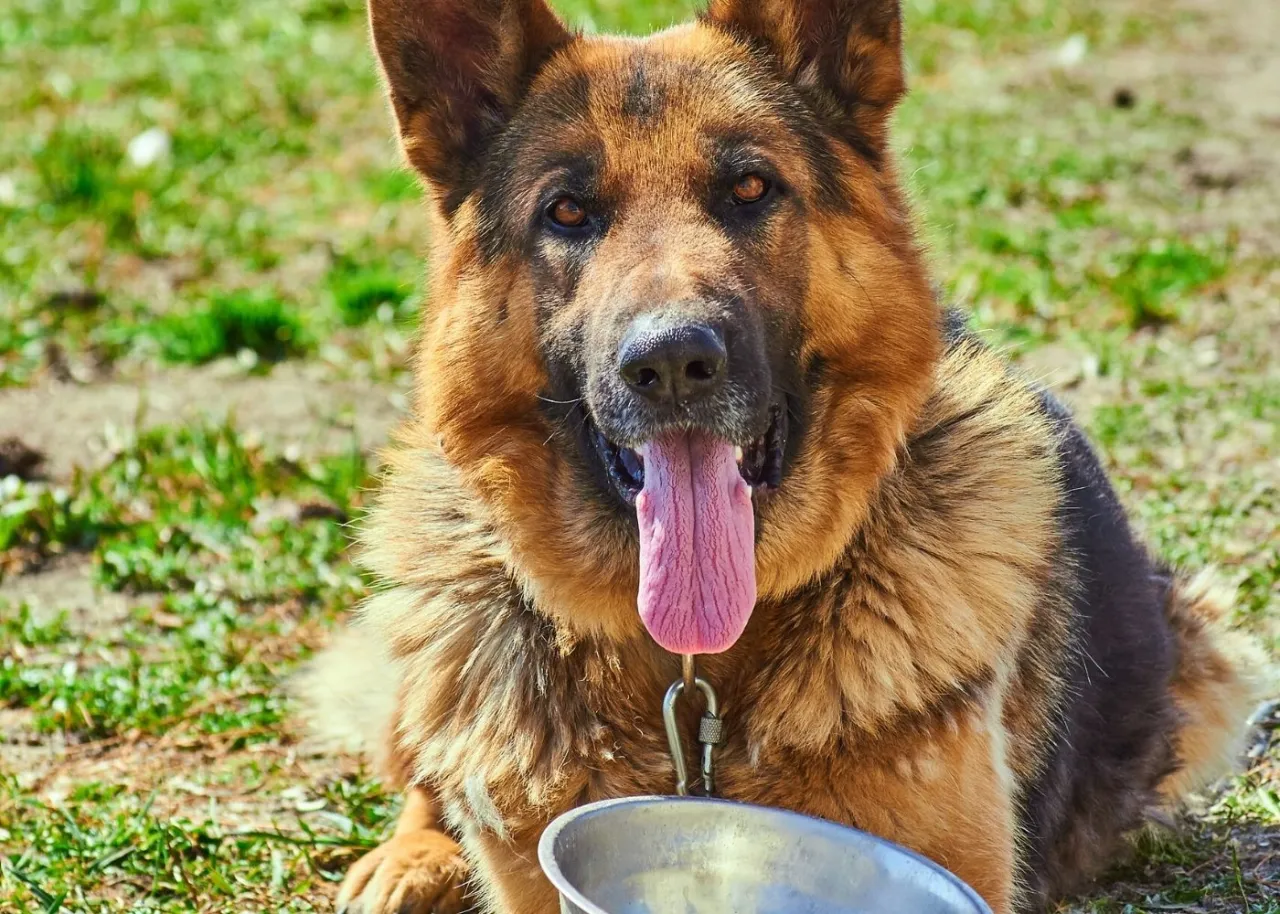 owczarek niemiecki jedzący karmę