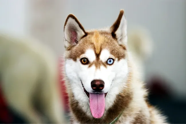Siberian Husky oczy kolory heterochromia