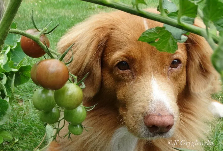 zielone pomidory i liście toksyczne dla psa