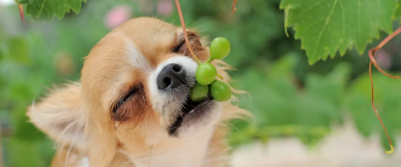 pies jedzący winogrona zakaz