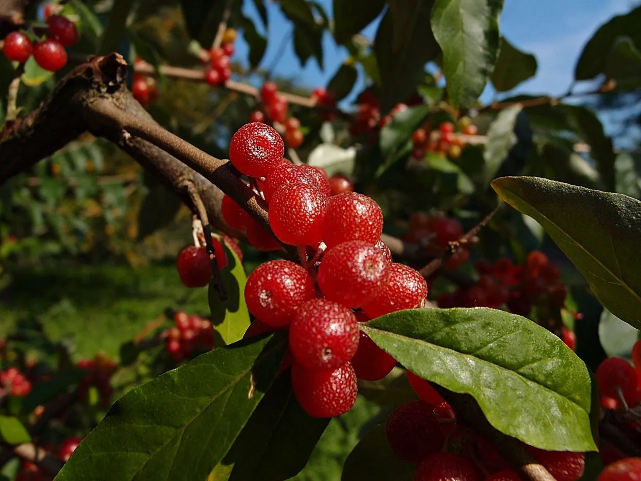 Oliwnik baldaszkowaty owoce