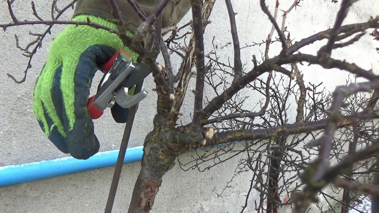 Agrest na pniu schemat przycinania