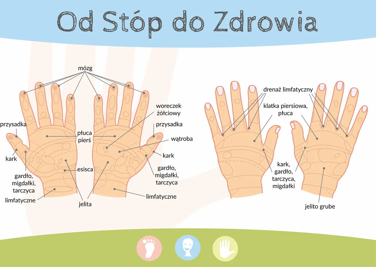 mapa punkt&oacute;w akupresury na dłoni