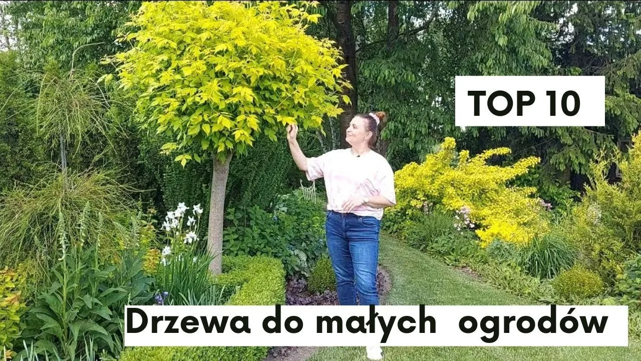 drzewa do małego ogrodu