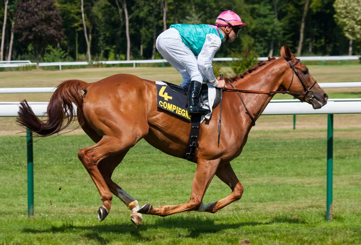 Koń w galopie, jeden z rodzajów chodu konia, podczas wyścigu. Dżokej w kolorowym stroju.