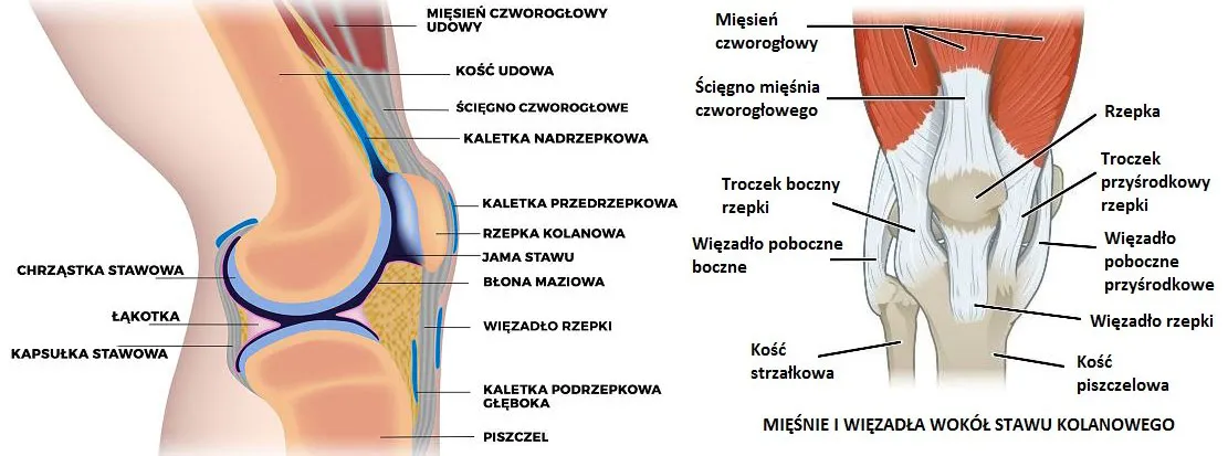 anatomia stawu kolanowego przekr&oacute;j