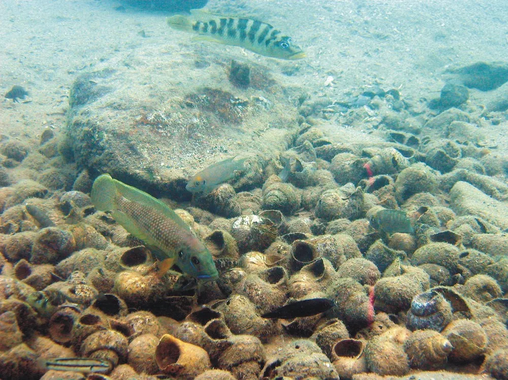 Endemiczne pielęgnice Jeziora Tanganika