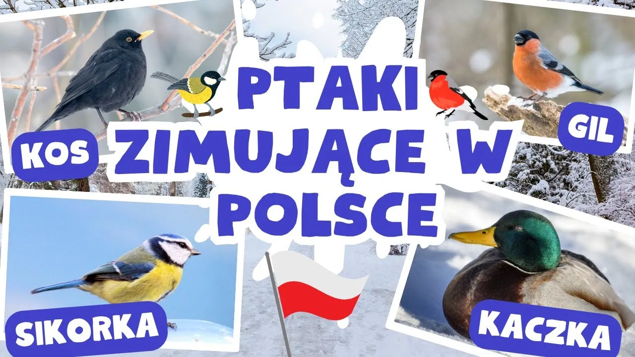 Zdjęcie Gdzie zimują ptaki? Poznaj sekrety migracji i zimowych schronień ptaków