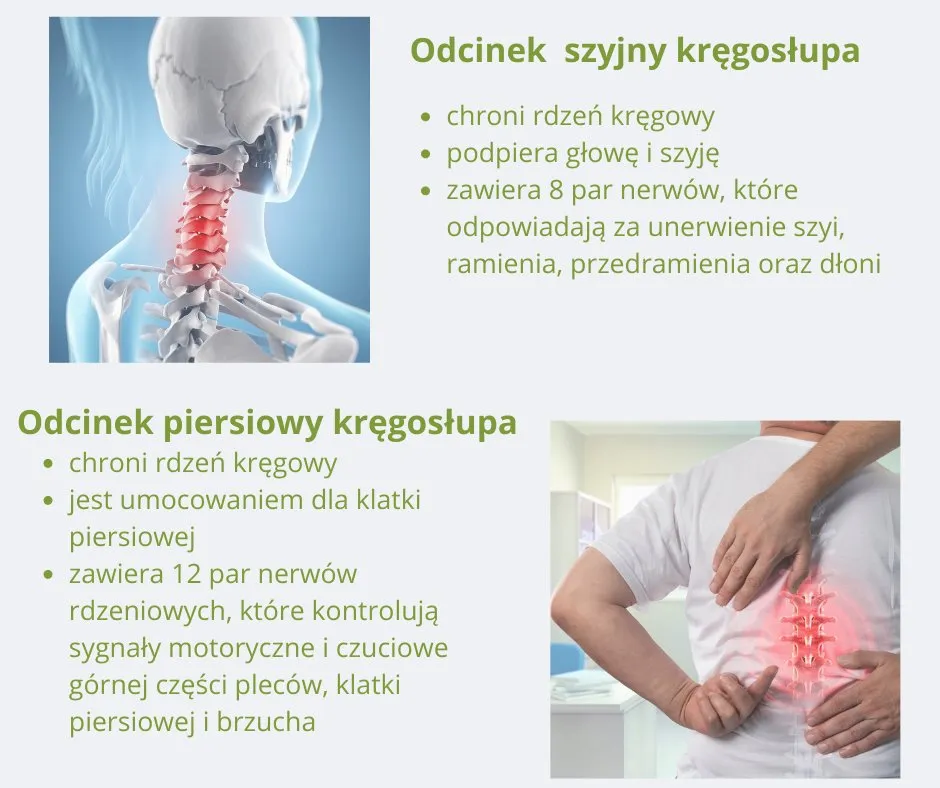 Zdjęcie Najlepszy lekarz od kręgosłupa - poznaj wszystkich specjalistów i ich role