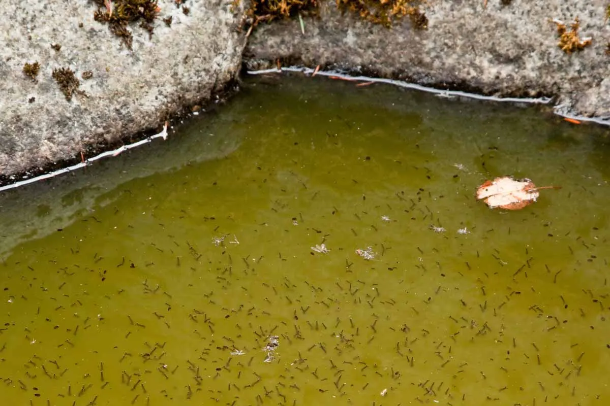Zdjęcie Effektive Methoden: Was hilft gegen Mückenlarven im Teich?