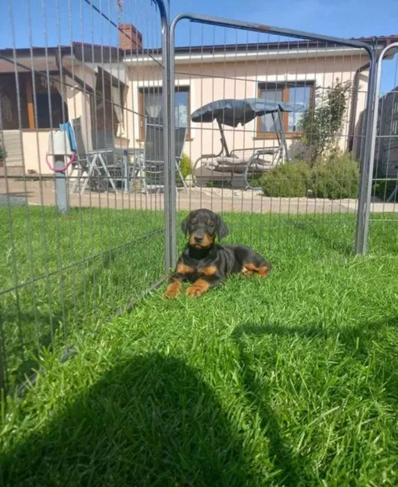 Zdjęcie Ile kosztuje doberman z hodowli? Poznaj ceny i ukryte koszty