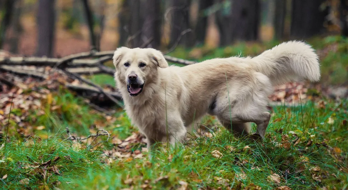 Zdjęcie Dla kogo golden retriever? Idealny pies dla aktywnych rodzin i singli