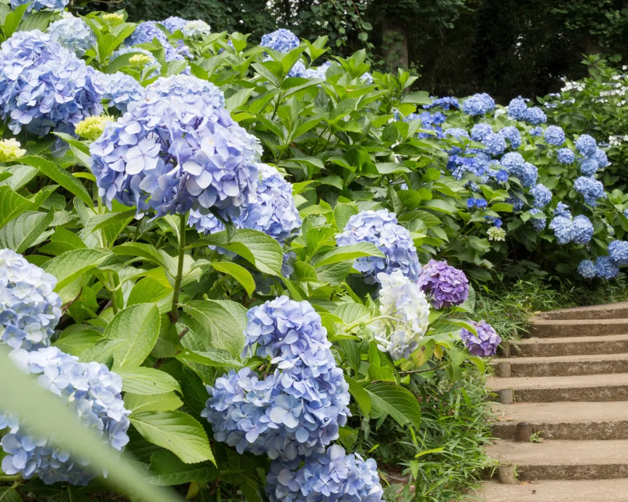 Zdjęcie Hortensja ogrodowa: czego nie lubi? Uniknij błędów i ciesz się kwitnieniem
