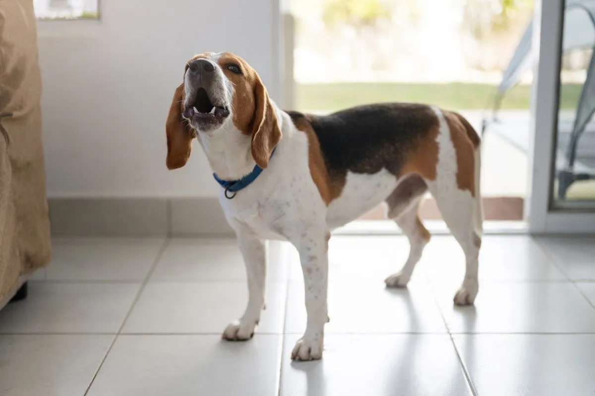 Zdjęcie Szczekający pies w bloku? Dowiedz się, gdzie zgłosić problem