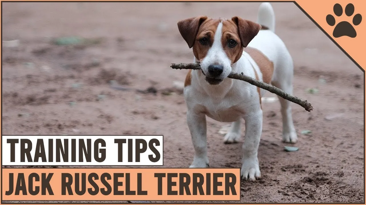Zdjęcie Jak wytresować jack russell terrier: skuteczne metody i porady