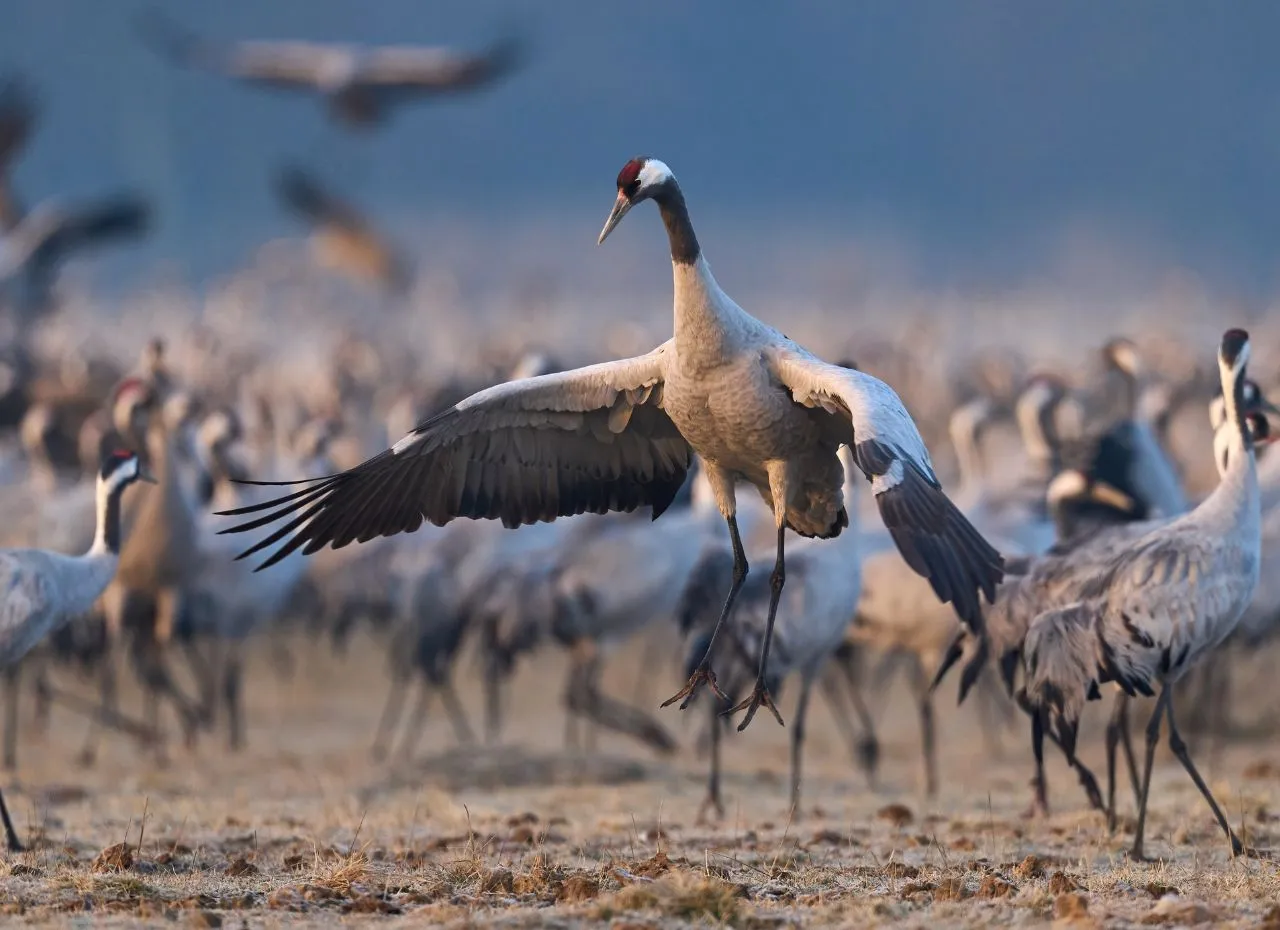 Zdjęcie Czym się żywią żurawie? Odkryj ich zróżnicowaną dietę!
