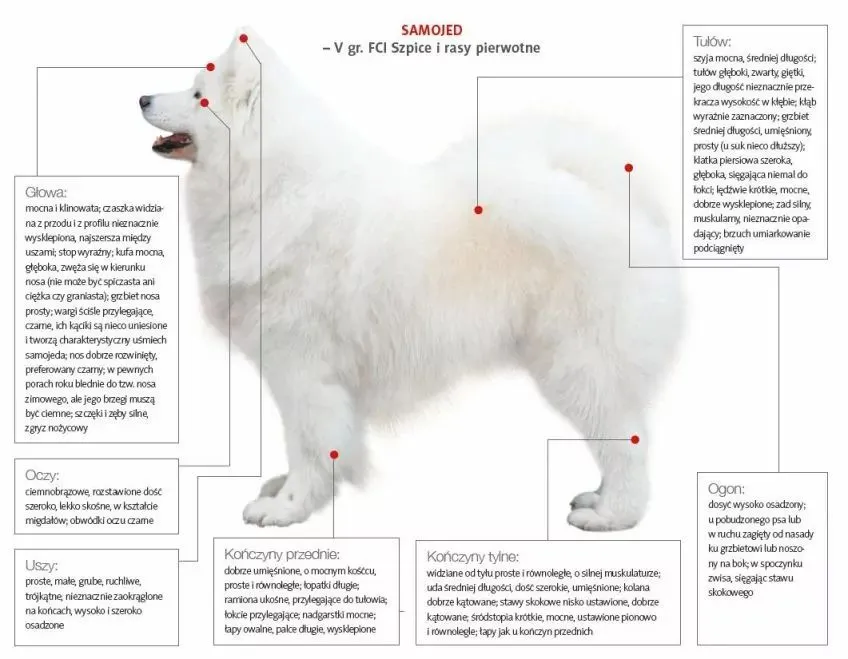 Zdjęcie Samojed ma włosy czy sierść? Odkryj prawdę o jego futrze