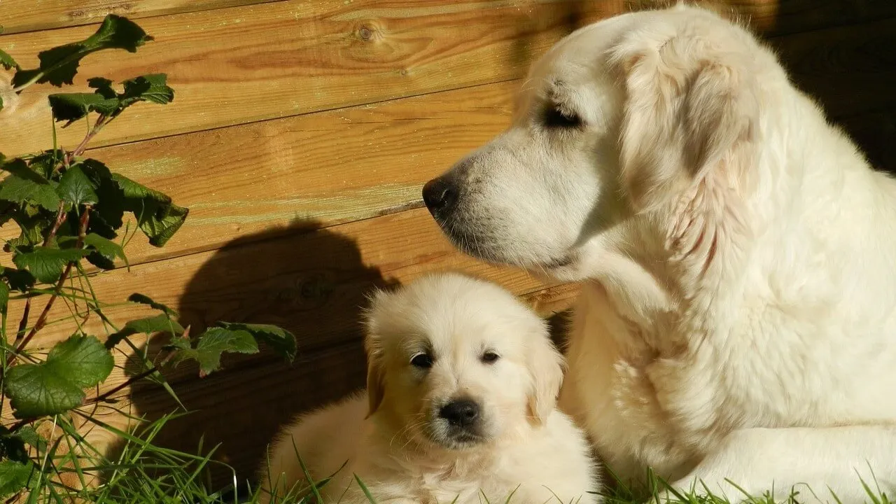 Zdjęcie Jak karmić szczeniaka golden retriever, aby uniknąć problemów zdrowotnych