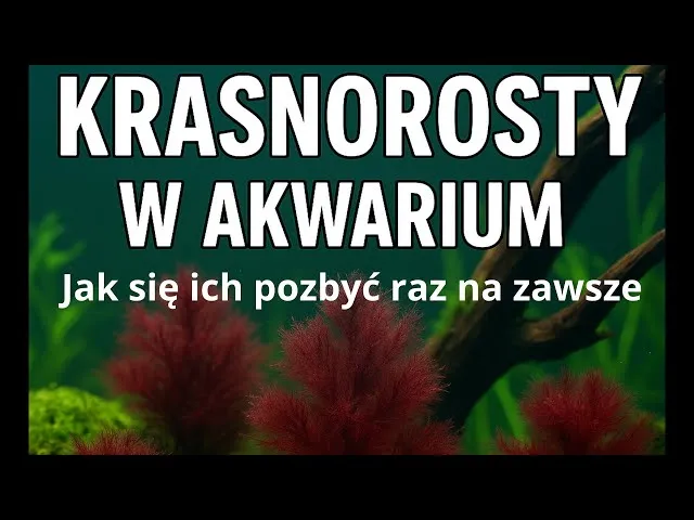 Zdjęcie Skuteczne metody usuwania krasnorostów z akwarium - poradnik